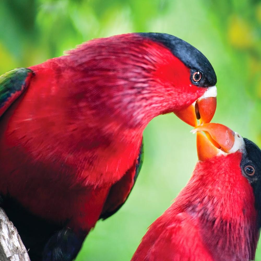 Trans Niugini Tours-item-1